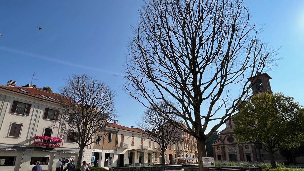 I bagolari di piazza san Magno vengono sostituiti dagli "alberi dei tulipani"