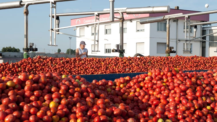 Una fase della produzione del pomodoro al Gruppo Casalasco