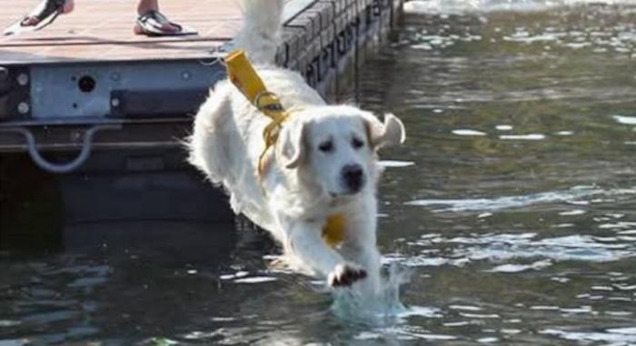 Addio Artù, eroe a quattro zampe: era il cane bagnino del lago di Como