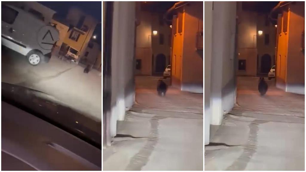 Orso avvistato e inseguito nel centro di Livemmo. Il video finisce in rete, gli animalisti denunciano l’autore