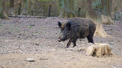 Lotta alla peste suina. In zona di controllo 53 comuni su 60