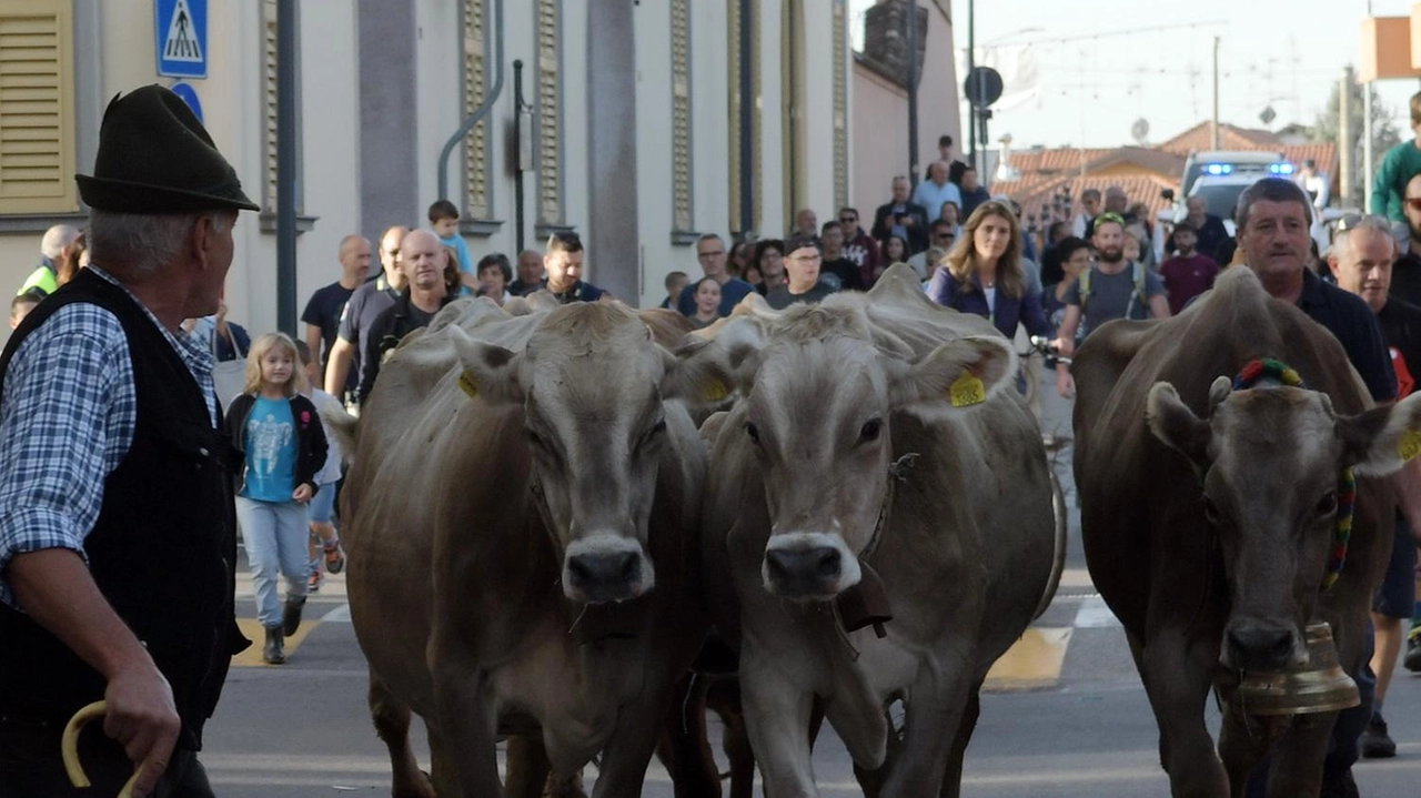 Rigorose le prescrizioni della Regione Lombardia: niente bovini e ovini in fiera ma solo cavalli e asini