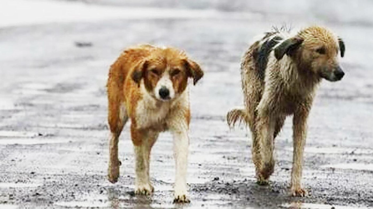 A Zibido San Giacomo e zone limitrofe nel Sud Milano aumentano i casi di cani abbandonati, in cerca di cibo e in sofferenza. L'emergenza preoccupa la comunità locale, con segnalazioni anche di possibili formazioni di branco.