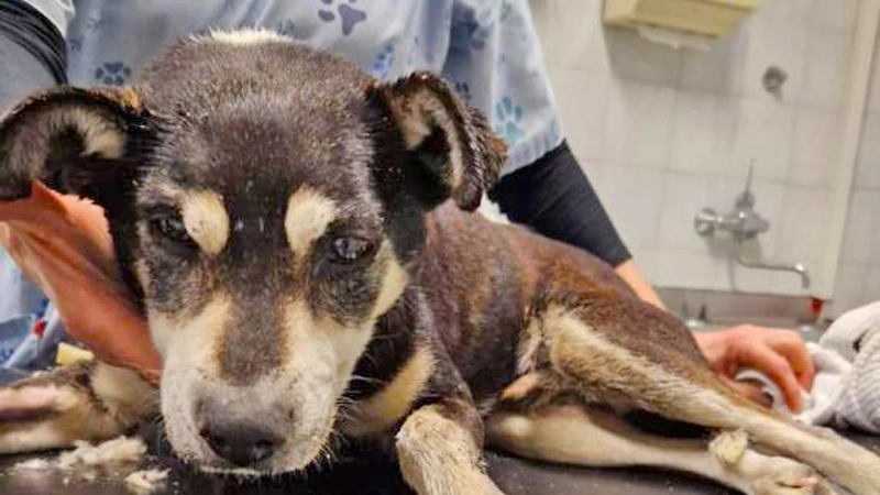 Bibi, il cane lanciato dal finestrino di un'auto