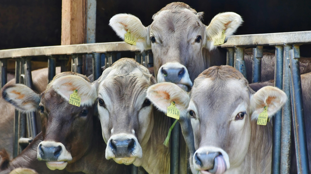 Anche gli animali risentono del caldo e, come per le mucche, le produzioni ne risentono