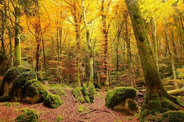 Foliage nel Bosco delle fate, un luogo magico già per San Francesco