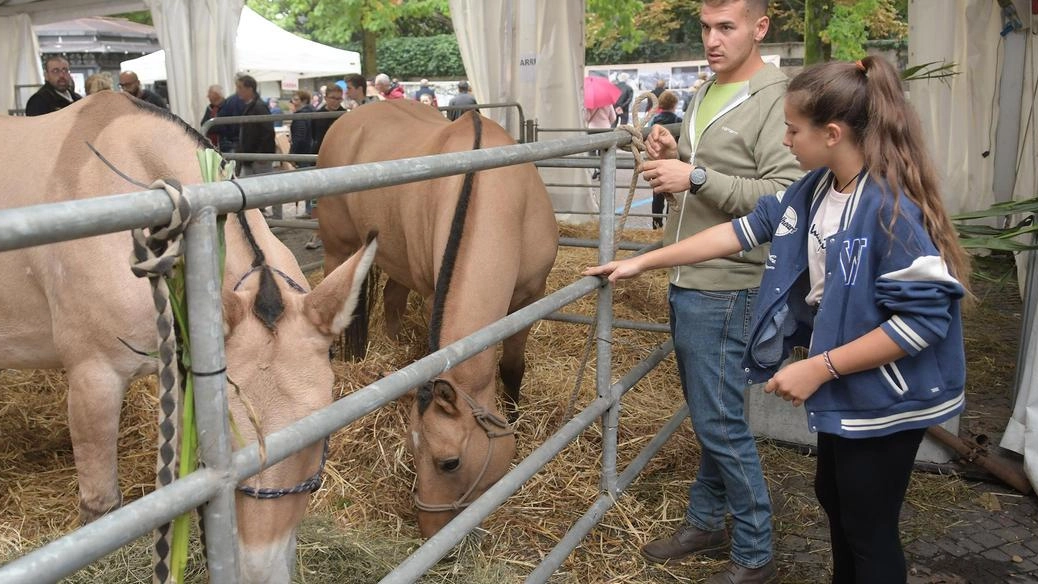 Le limitazioni per il contenimento del virus Blue Tongue lasciano in stalla bovini e suini