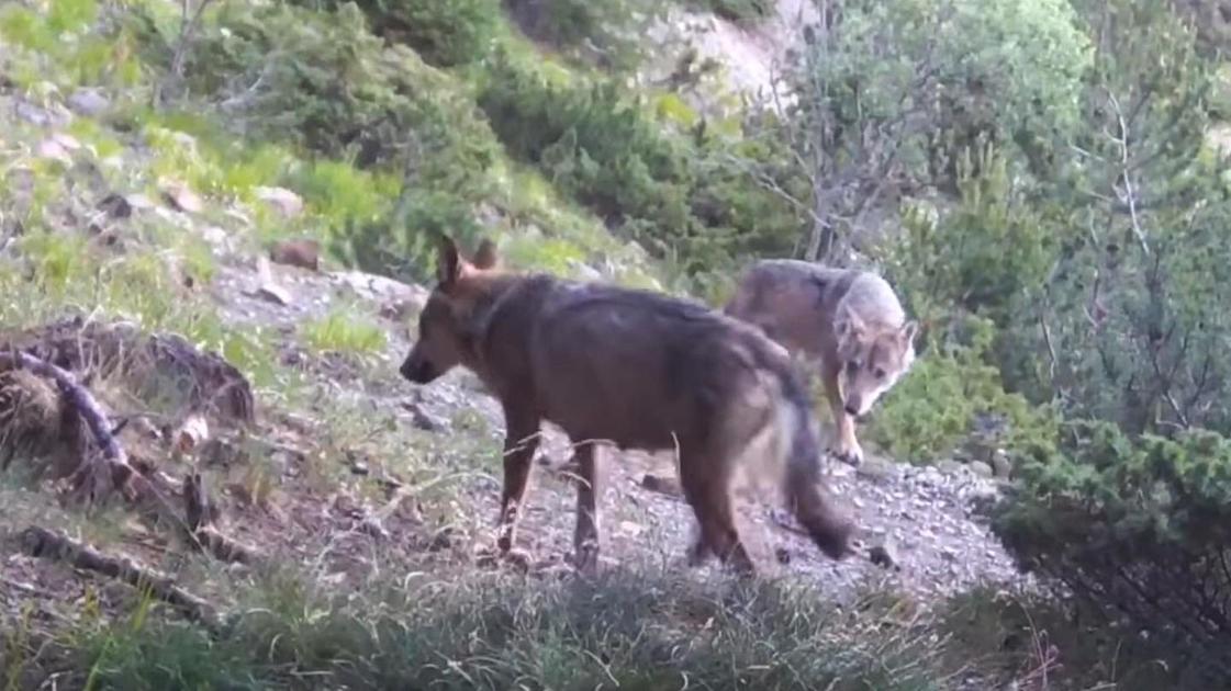 Chiavenna, “graziati” undici lupi: dovevano essere abbattuti dai cacciatori