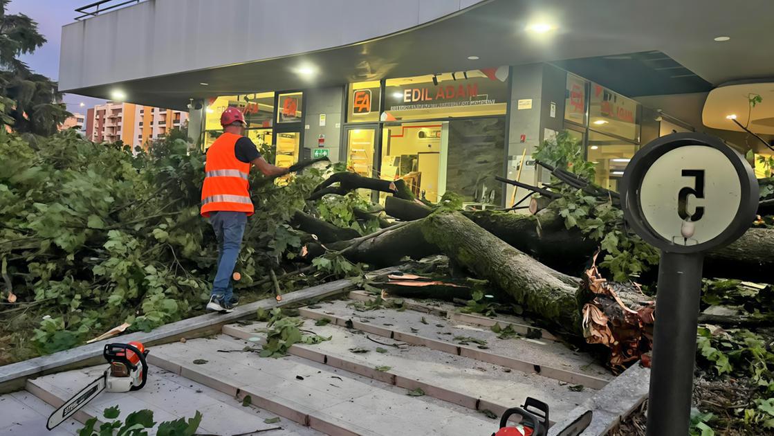 Alberi caduti su strade ed edifici. Si corre ai ripari a tempo di record