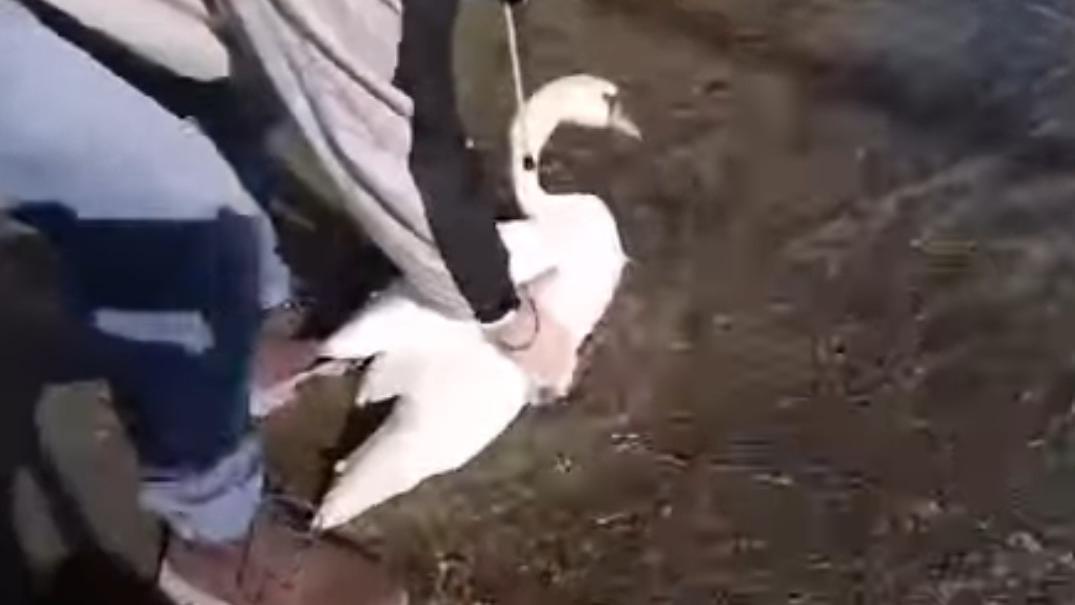 Cigno reale liberato nel lago di Garda ma anche lui è a rischio. Il Wwf: in tanti muoiono per il cibo offerto dalla gente