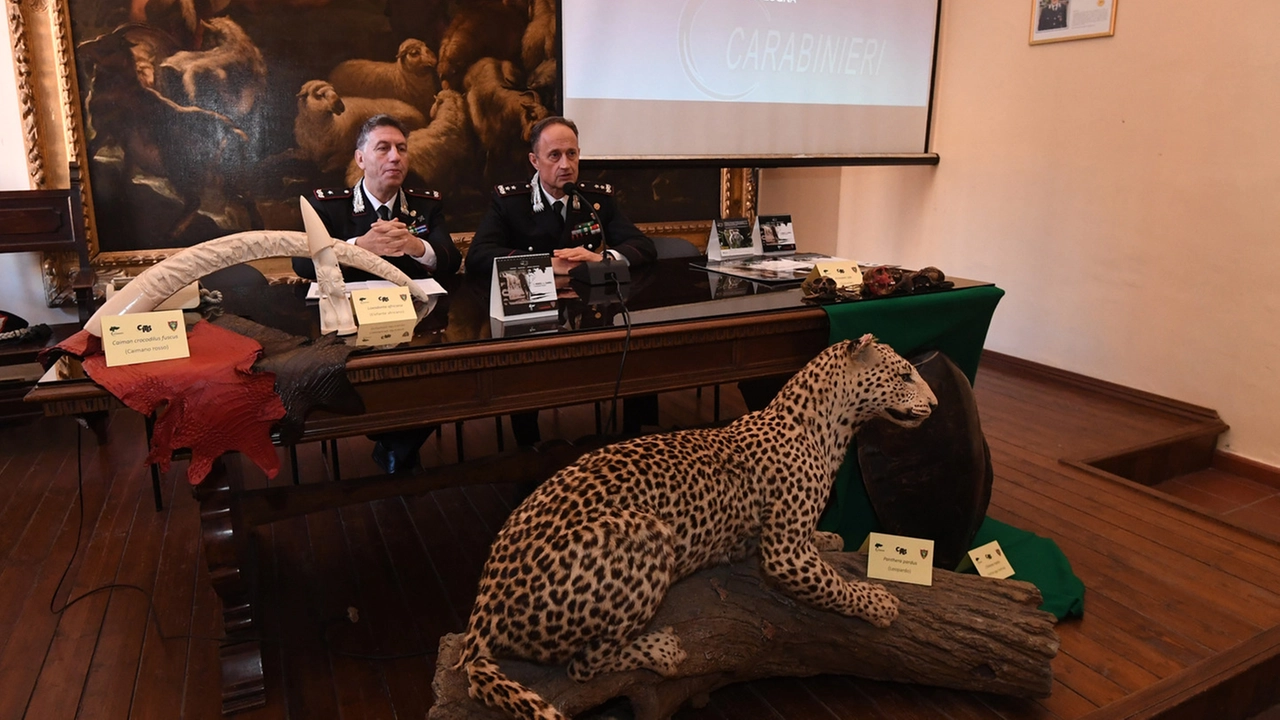 Un leopardo imbalsamato (foto d'archivio Schicchi)