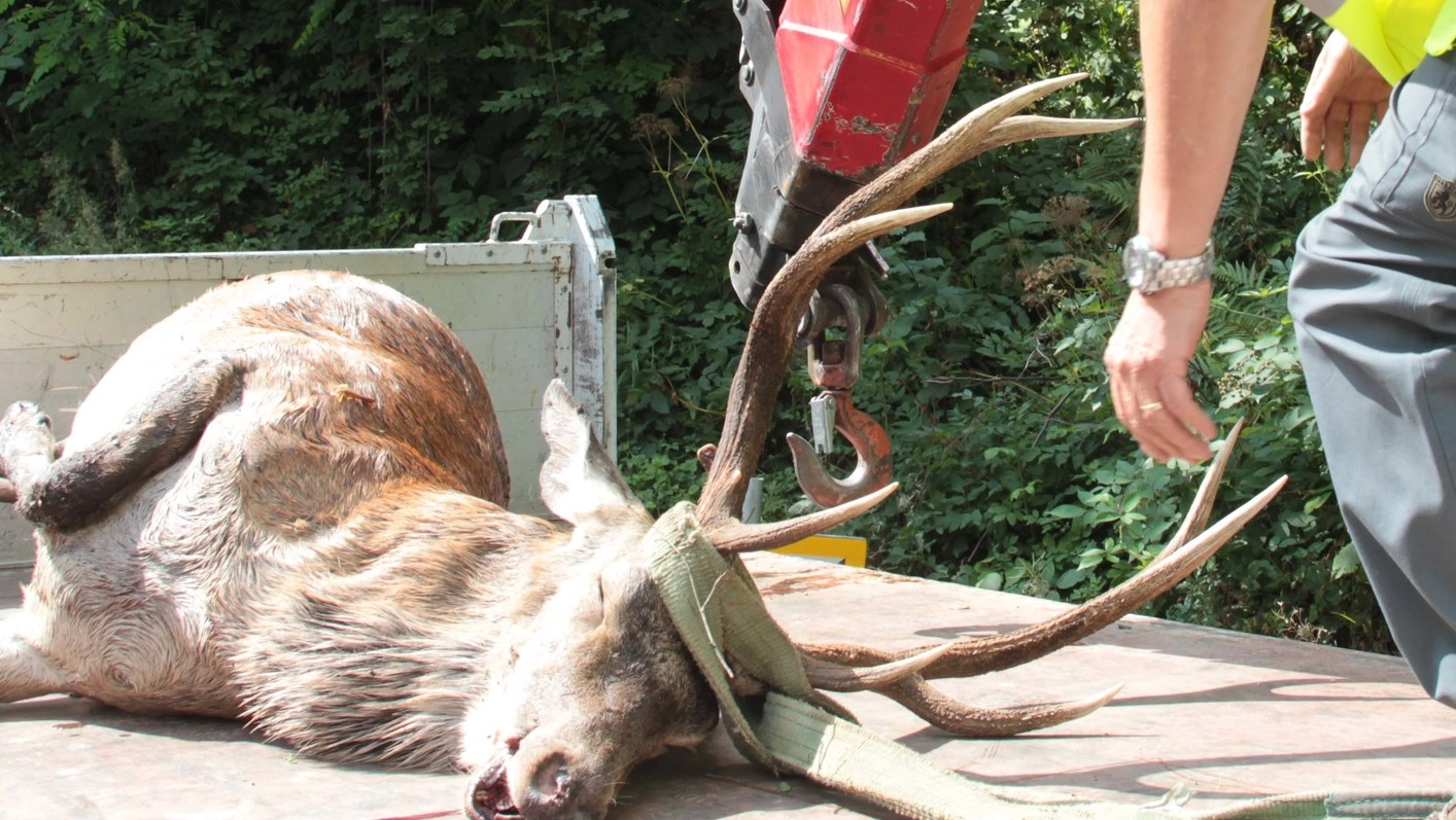 Il recupero della carcassa di un cervo ucciso dopo essere stato investito da un’auto in Valtellina