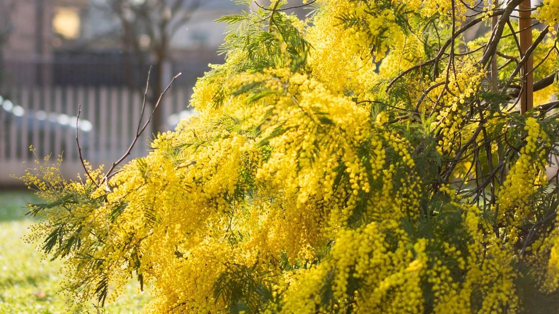 Come l’anno scorso nella vicina città di Bresso, con i fiori strappati dall’albero presente nel prato dell’Area Iso di via...