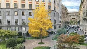 In piazza Duse a Milano arriva un ginkgo biloba alto dieci metri donato da uno studio legale: “Il nostro regalo alla città che amiamo”