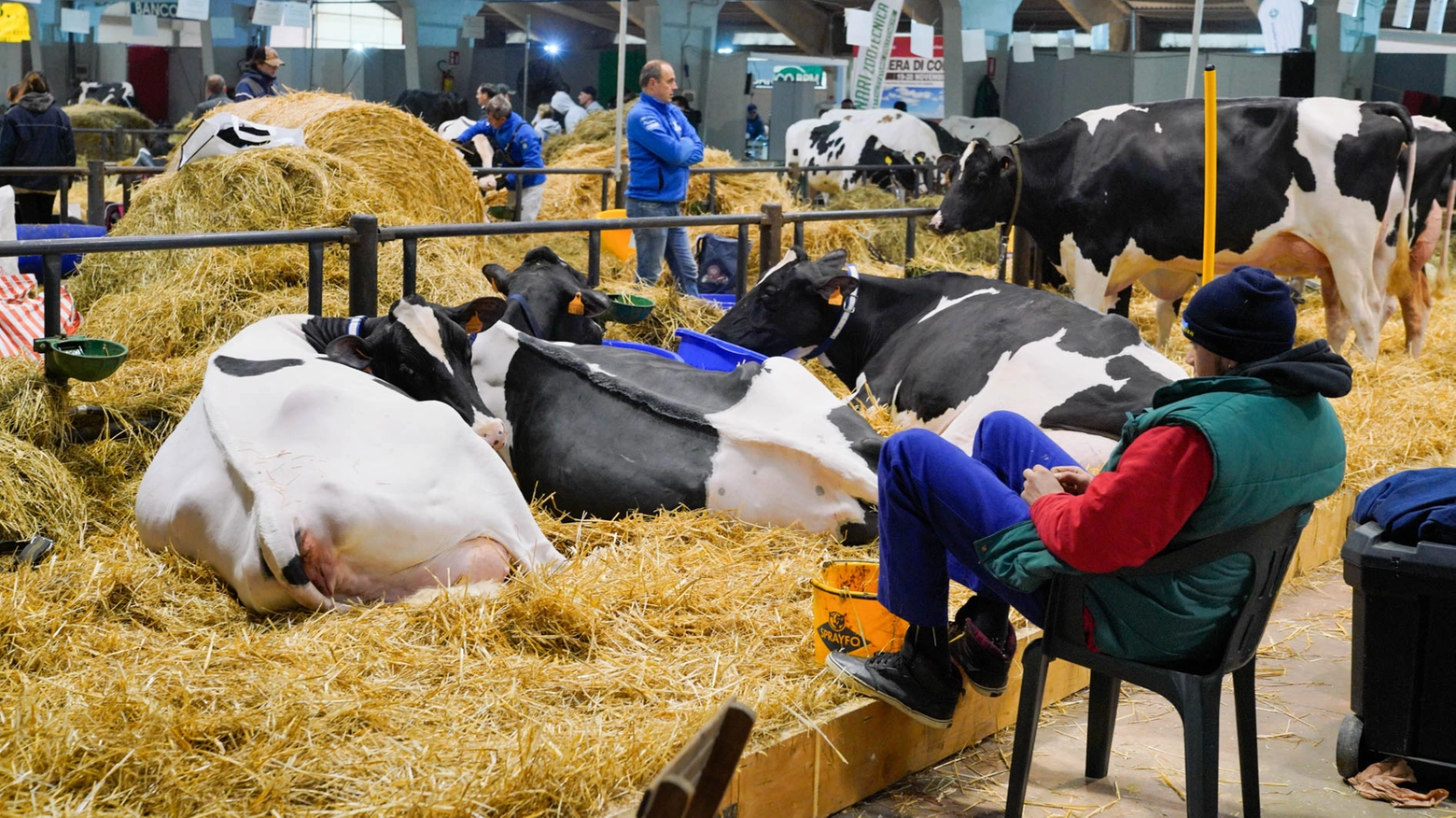 La presenza dei capi bovini fortemente a rischio alla 233ª edizione della kermesse agro-zootecnica del 19 e 20 novembre. Gli organizzatori: “Pronto un piano B”