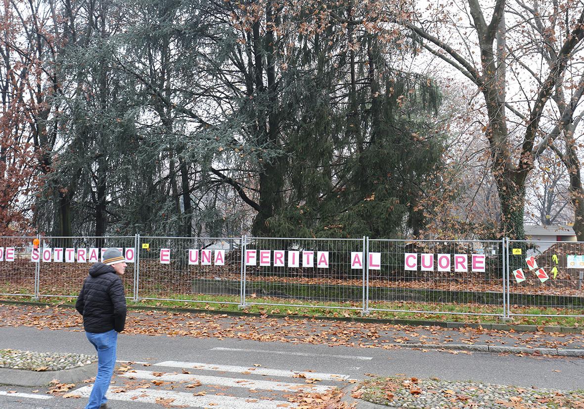 Desio, la (futura) strage di alberi: “Dove passa la metrotranvia ne saranno abbattuti 148”