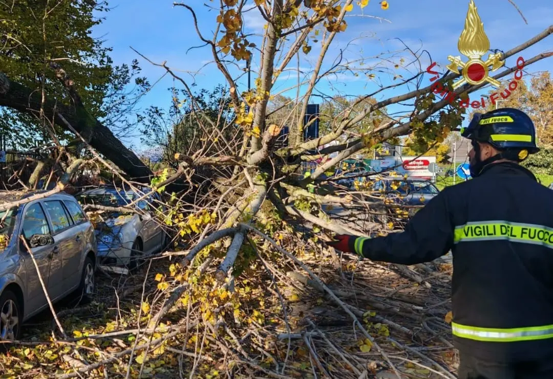 Vento forte a Milano: albero caduto e pioggia di calcinacci