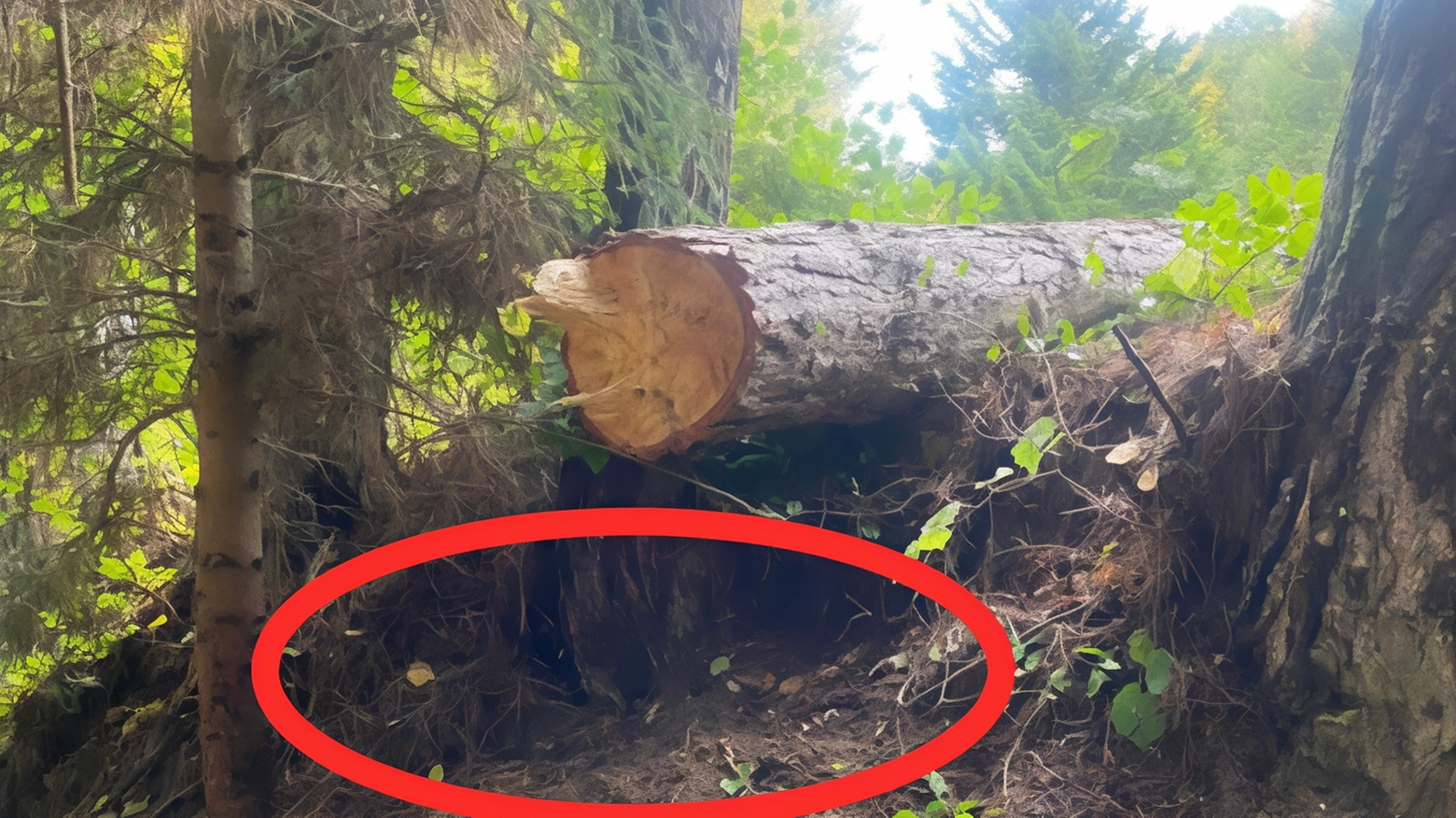 Investito dall’albero che tagliava. Cinquantenne in gravi condizioni