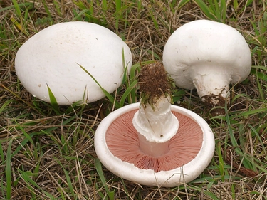 Cena con funghi velenosi e muore a 92 anni, la moglie è fuori pericolo. Ecco quali hanno mangiato