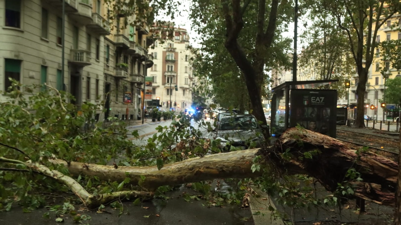 L'albero caduto in viale Abruzzi a Milano