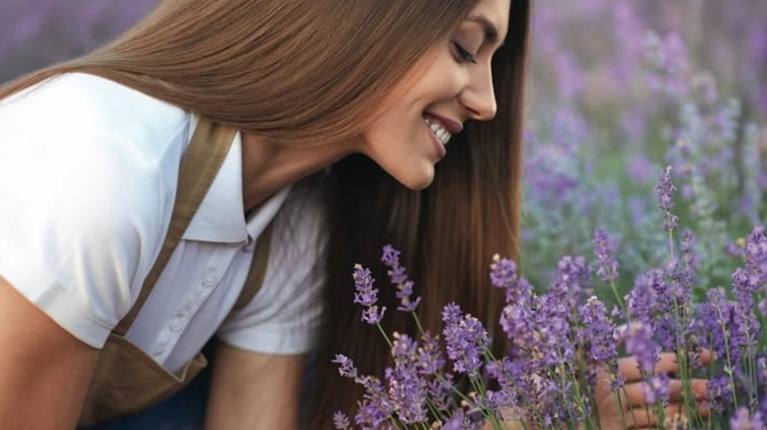 Profumo e colore: la lavanda conquista la Brianza