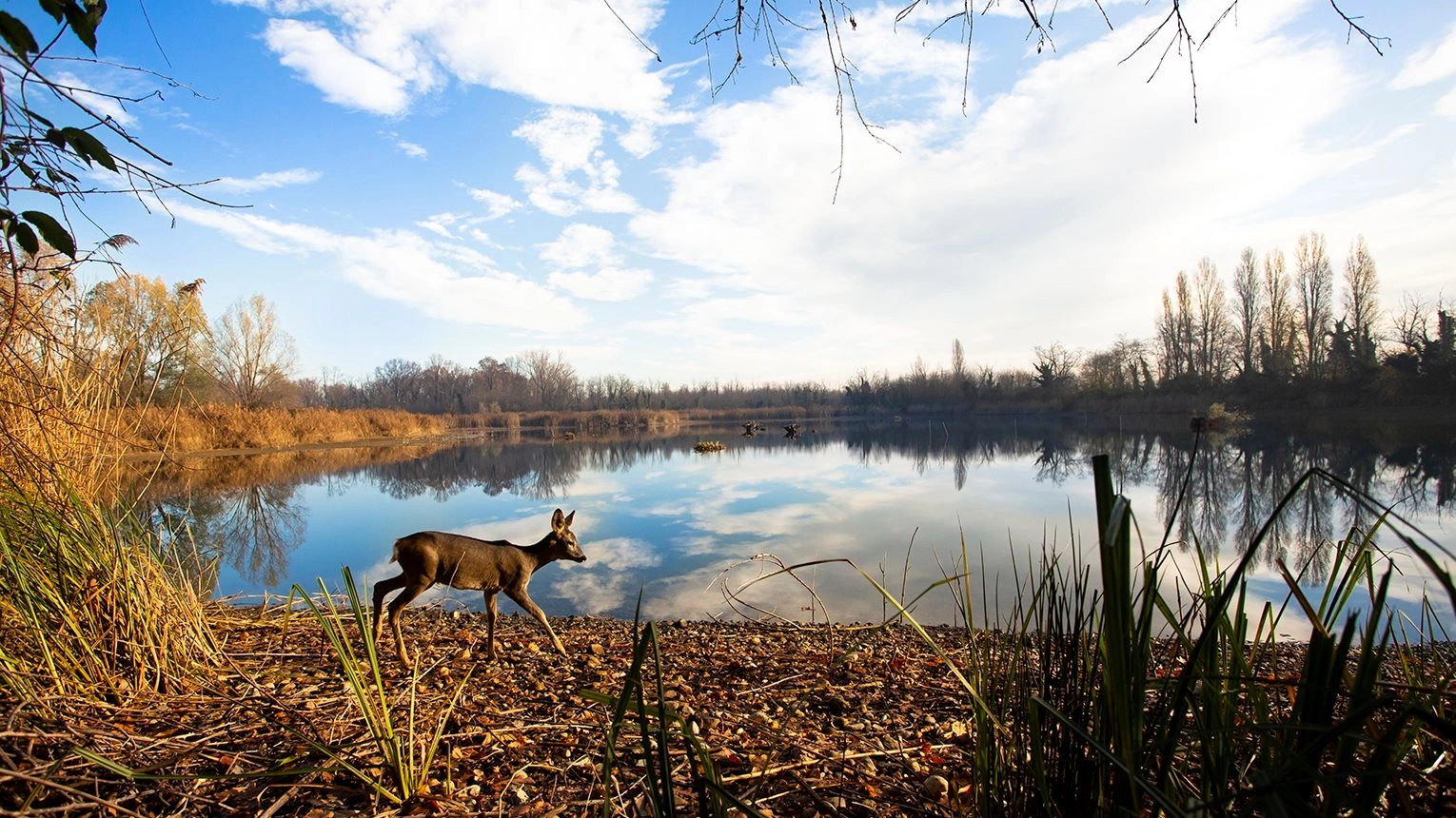 VANZAGO - Lago + capriolo Bosco WWF di Vanzago (foto di Franco sala)