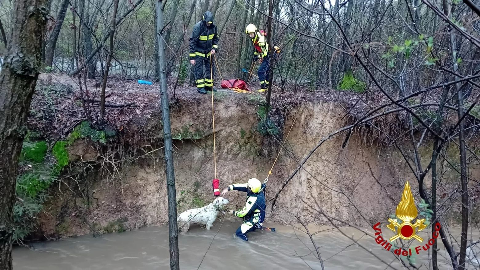 Il cane salvato dal torrente Guisa (Vigili del fuoco)