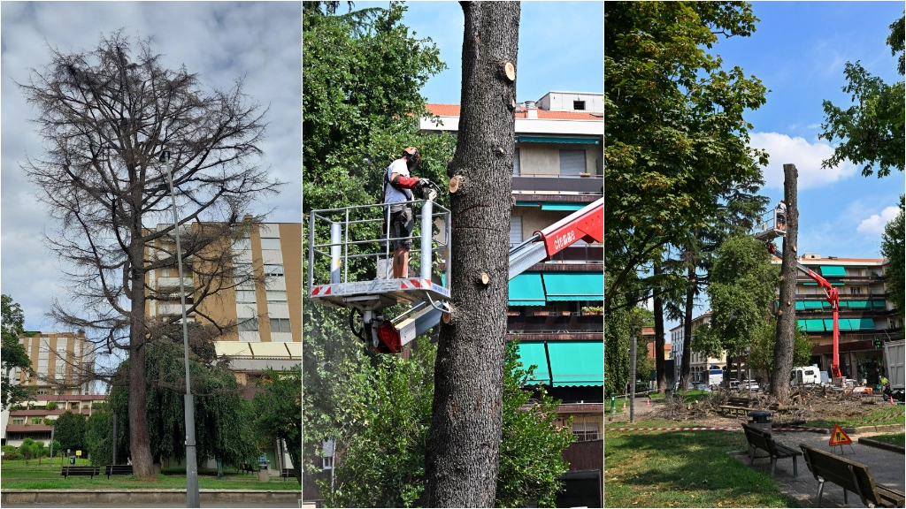 Nonostante tutti i tentativi di salvarlo, per il cedro non c'è stata altra soluzione che l'abbattimento