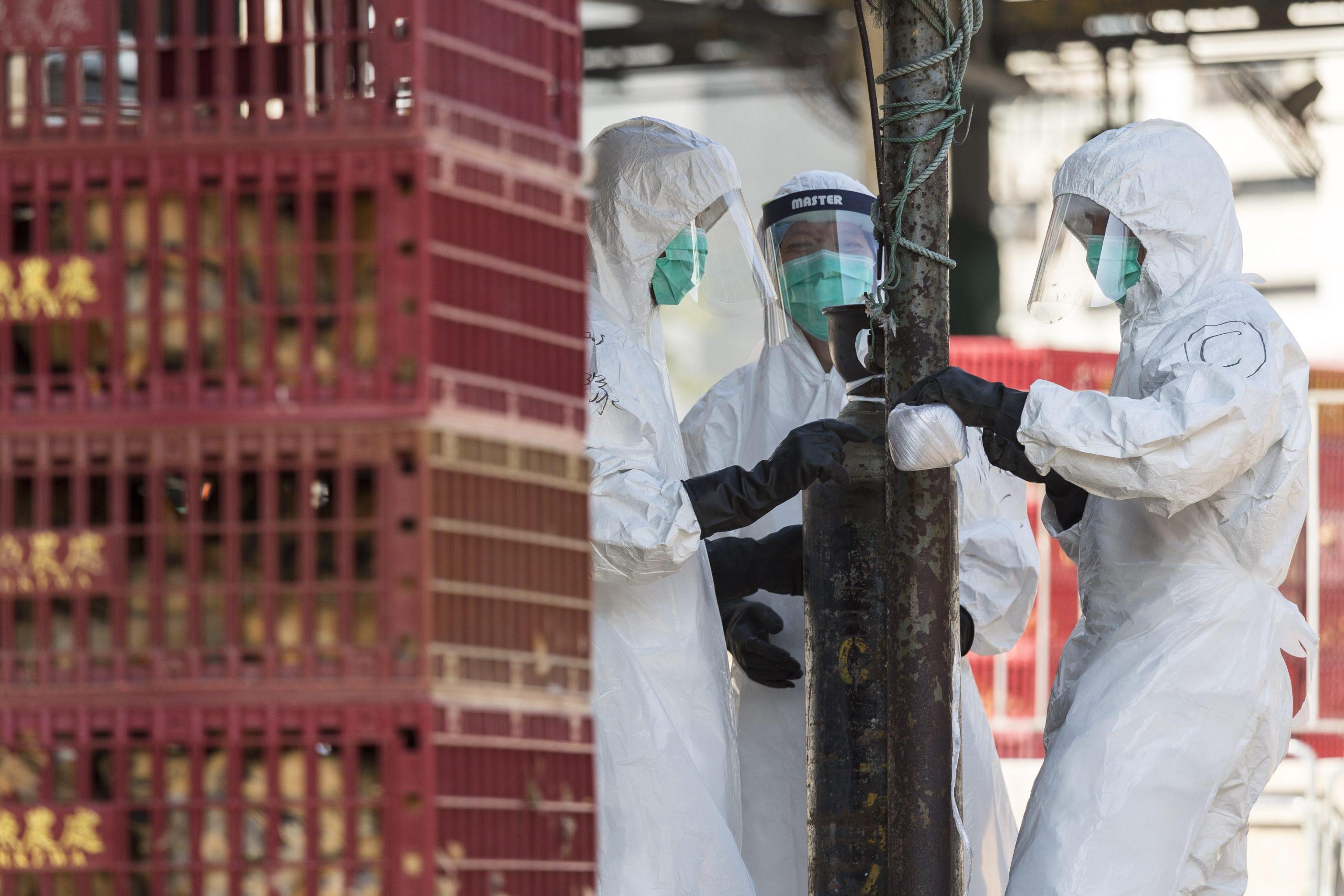 Aviaria, nella Bassa lombarda un conto da 12,5 milioni. Confagricoltura: serve un fondo d’emergenza