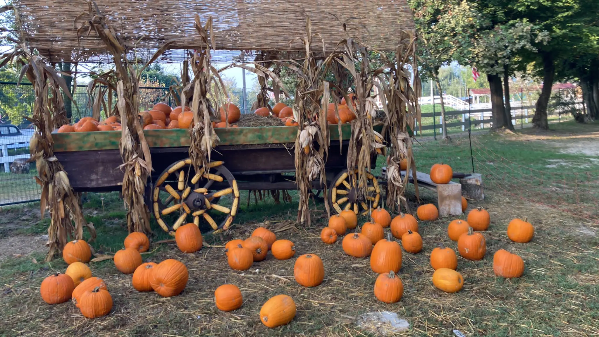 Halloween 2024: quattro giorni di divertimento nel parco delle zucche di San Martino Siccomario