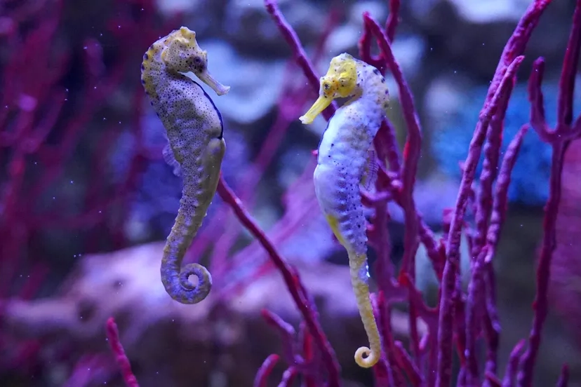 Splendidi cavallucci marini a Gardaland Sea life