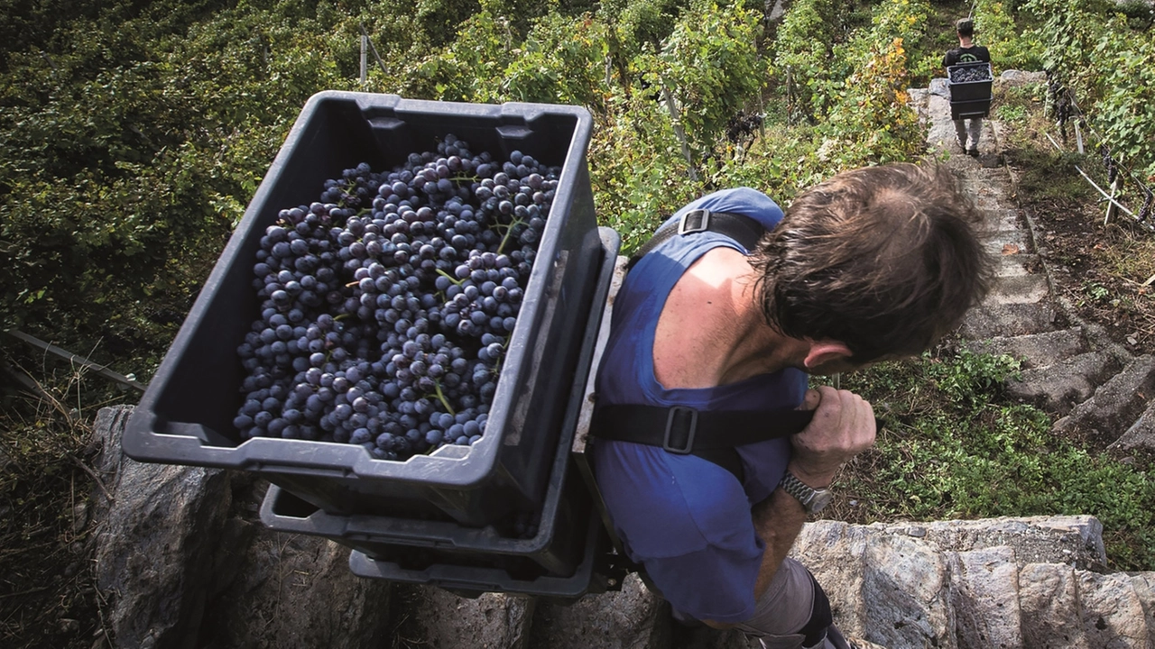 A Chiuro la realtà che promuove l’agricoltura “pulita“. L’assessore Beduschi: "Esempio da seguire"