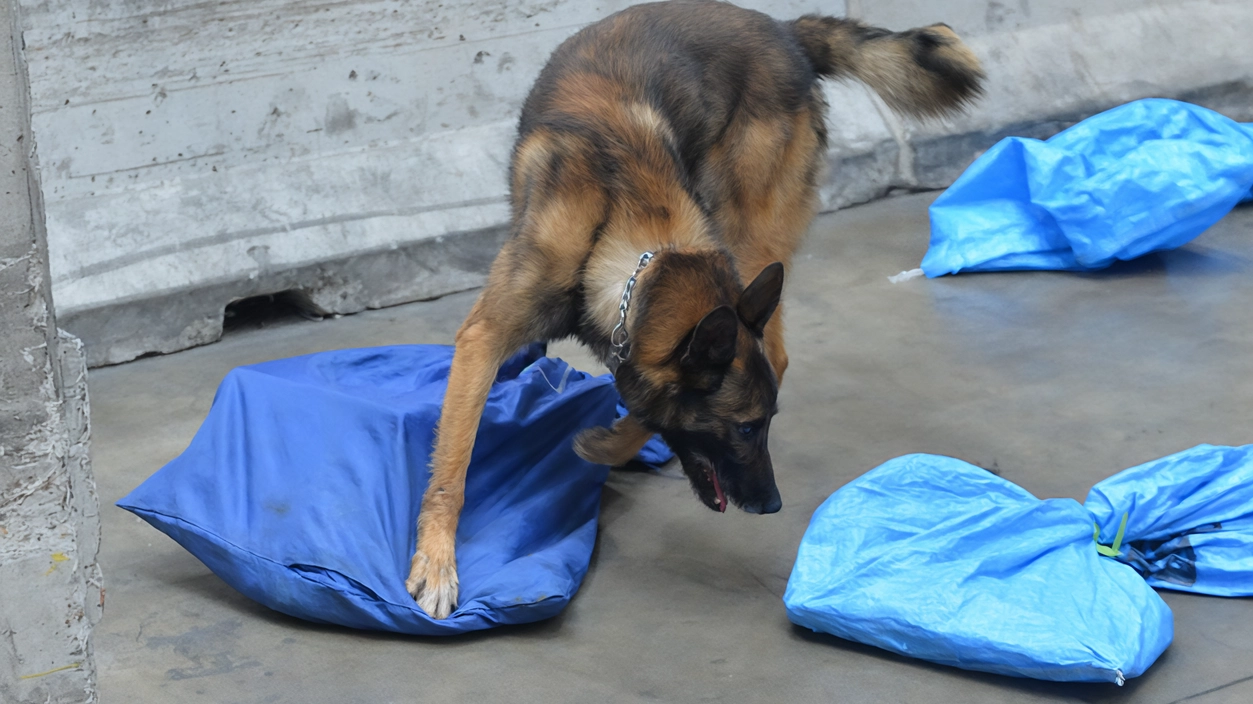 Utilizzati i cani anti droga nell’operazione a Malpensa della Gdf che ha portato un maxi sequestro di stupefacenti