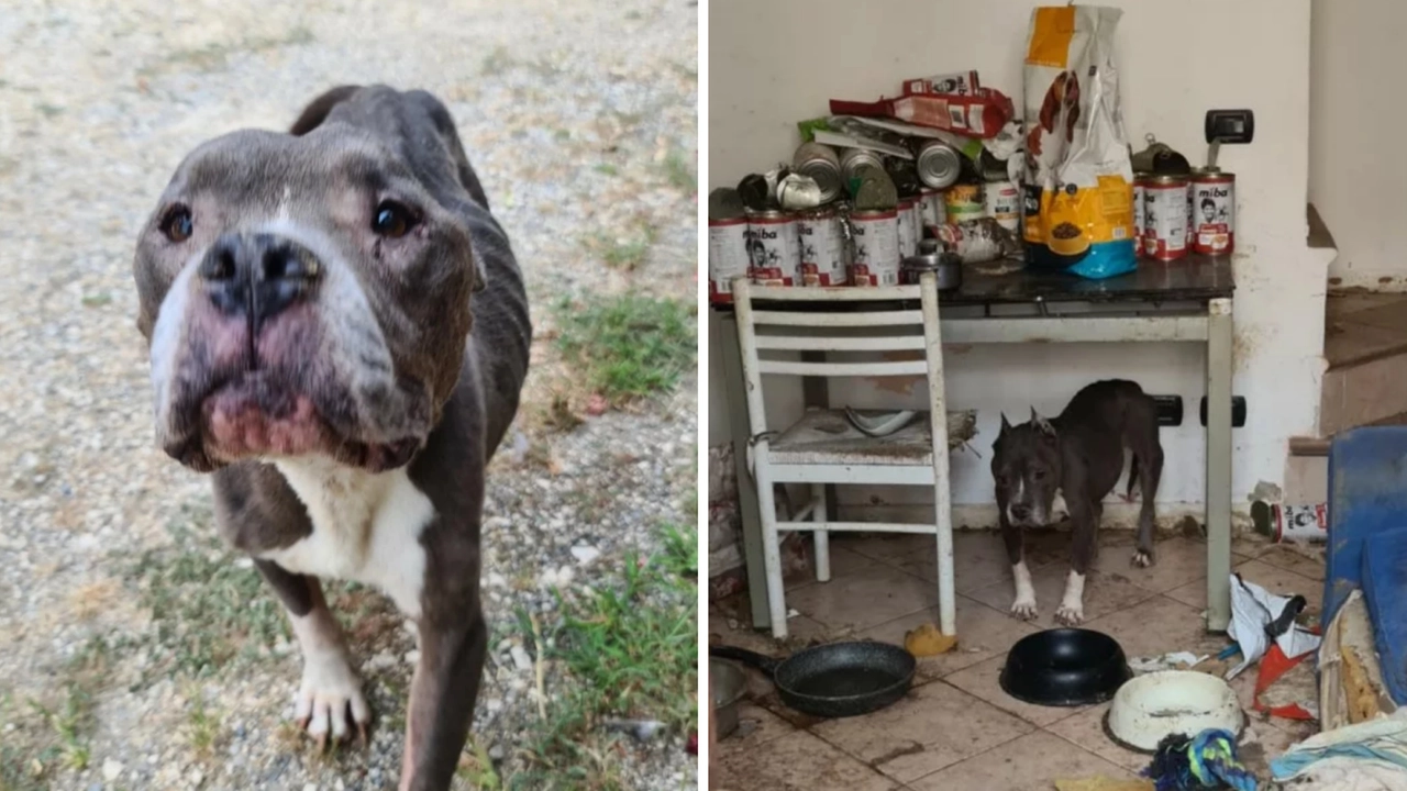 Tarta è stata trovata abbandonata che si rifugiava sotto un tavolo