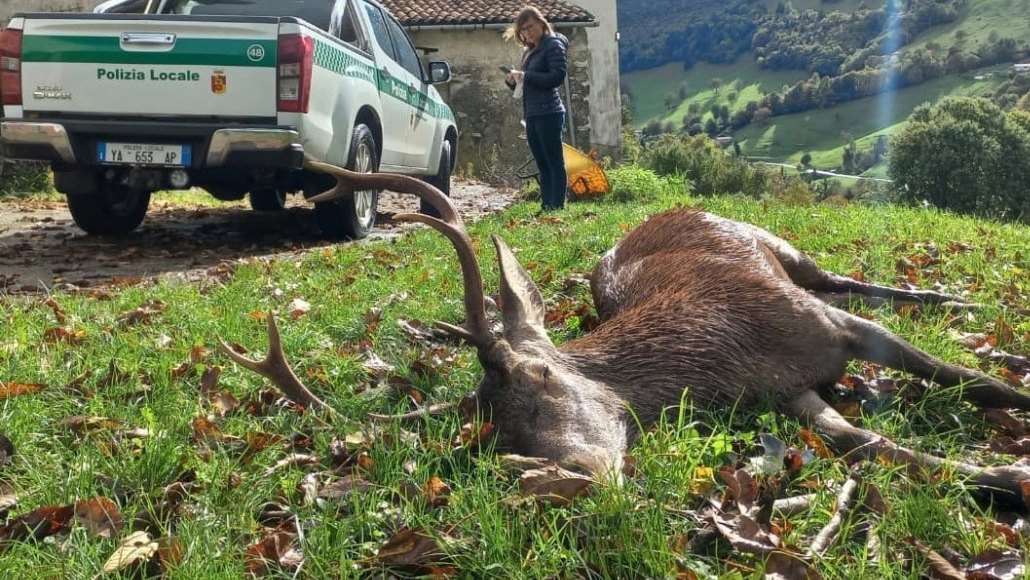 La carcassa di un cervo dopo un incidente stradale