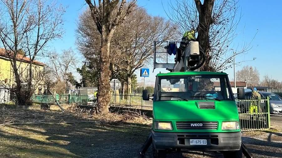 Verde pubblico rimesso a nuovo a Guardamiglio: abbattuti gli alberi pericolanti, ora scatta la fase della sostituzione