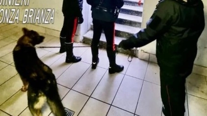 Il blitz dei militari nel box auto il “magazzino” dell’arrestato con l’ausilio di Kevin, il cane dell’unità cinofila antidroga dei carabinieri di Casatenovo