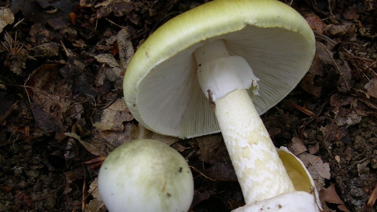 L'ipotesi è che il 68enne abbia ingerito l'amanita phalloides