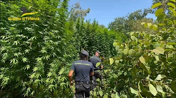 Pavia, scoperta con l’elicottero una piantagione di cannabis nel Parco del Ticino: sequestrate 200 piante