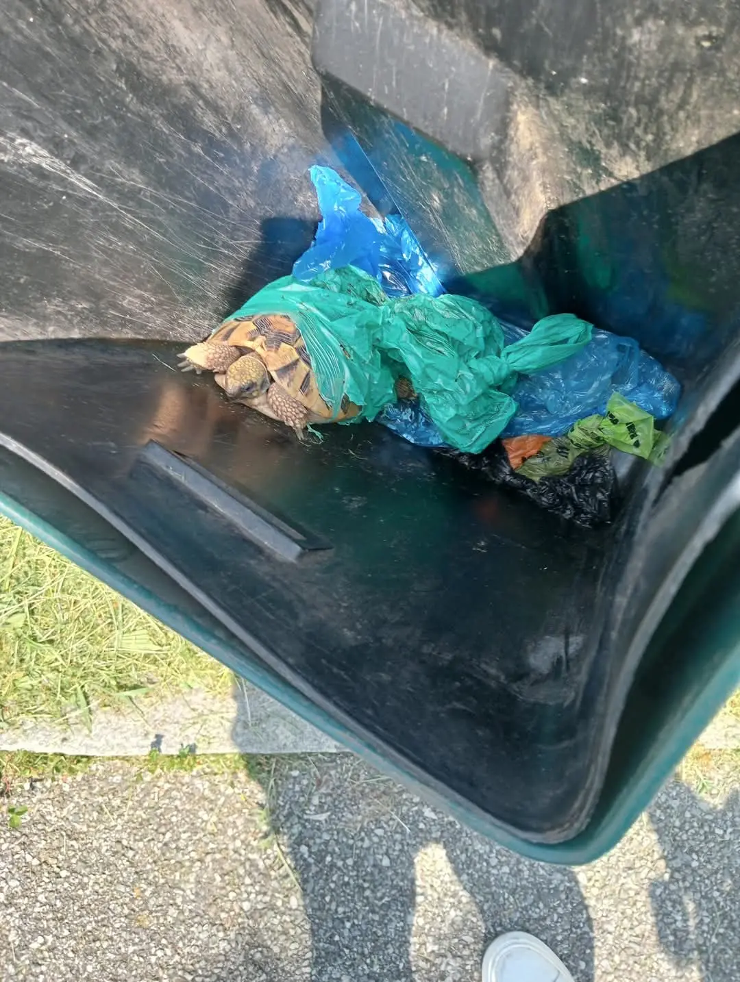 Tartaruga avvolta in un sacchetto di plastica e gettata in un bidone della spazzatura: salva per miracolo