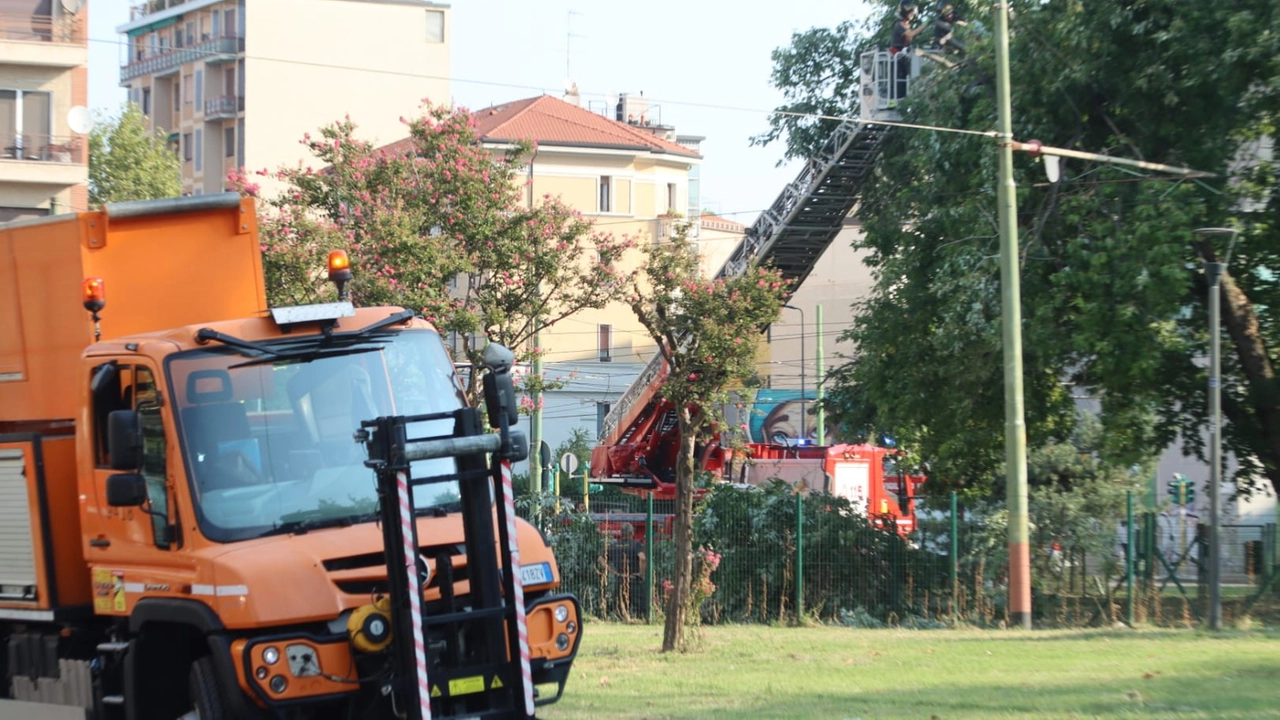 Rami pericolanti, interrotta una parte della linea del tram 16 a Milano