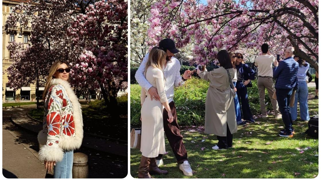 Magnolie in fiore a Milano, ritorna il boom delle foto sui social: piazza Tommaseo la più immortalata