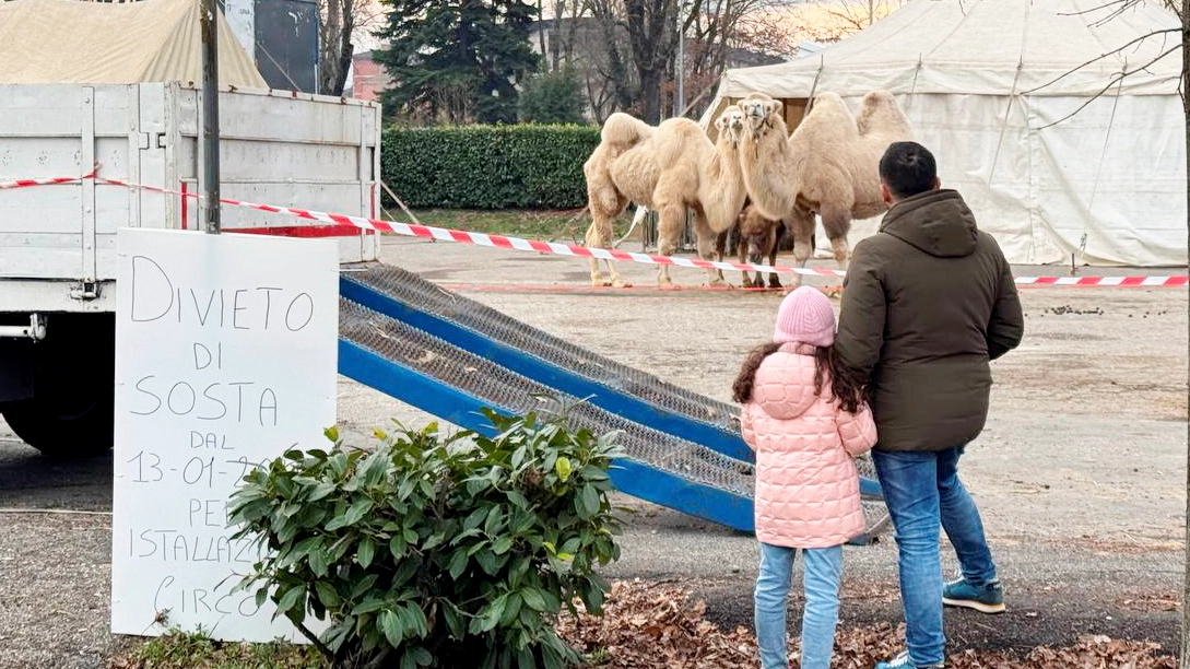 Il circo con gli animali si è insediato in piazzale Fermi (Torres)