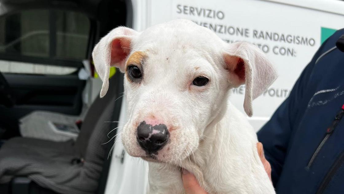 Segregati e affamati: a Cinisello la polizia locale libera cinque cani maltrattati, due erano cuccioli