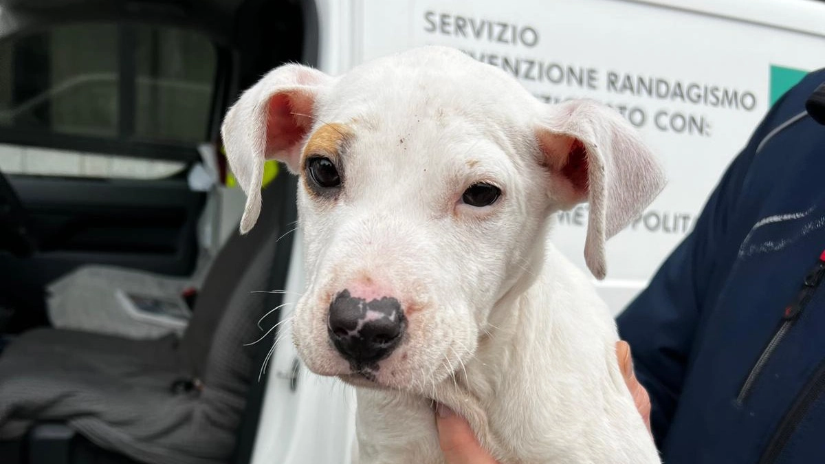 Uno degli esemplari salvati dagli agenti della polizia locale