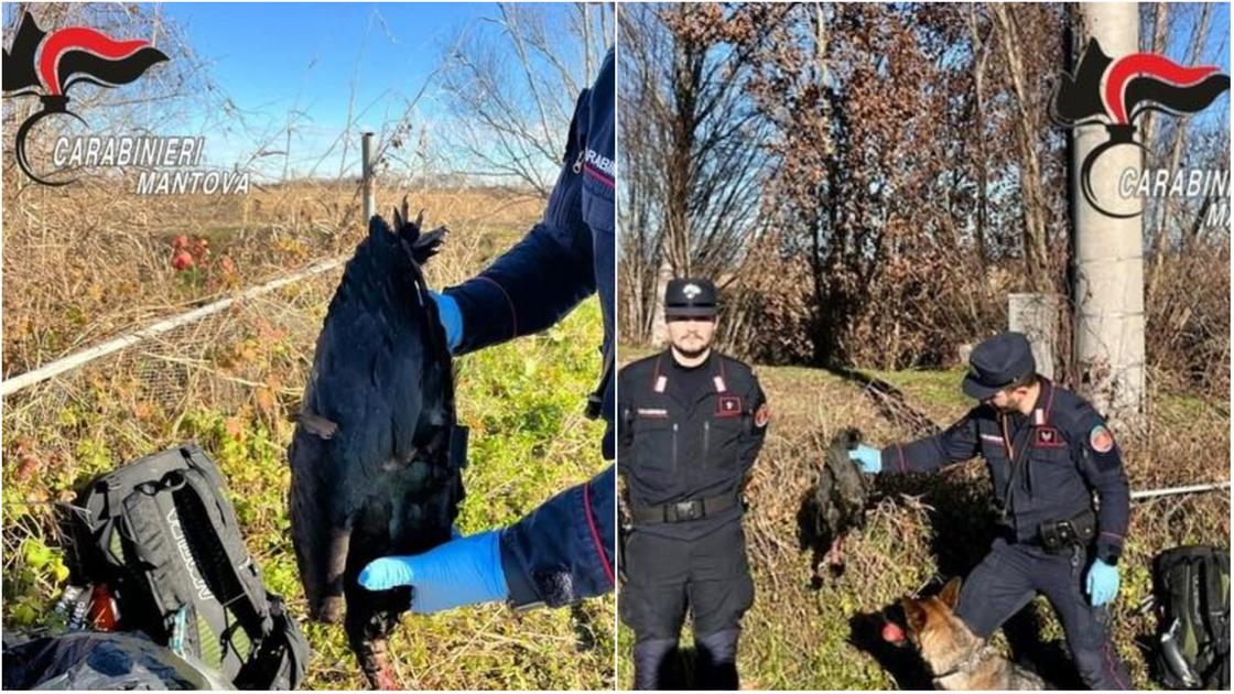 Un rarissimo Ibis eremita scompare dai radar sopra la Pianura Padana. Ritrovato morto, perché è un problema