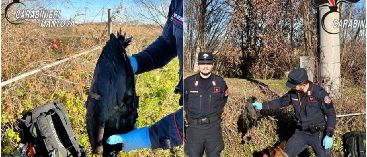 Un rarissimo Ibis eremita scompare dai radar sopra la Pianura Padana. Ritrovato morto, perché è un problema