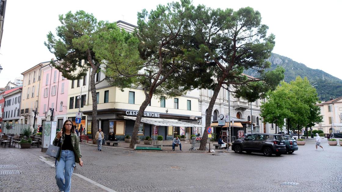 Il verde da “ripensare”. Pini marittimi a rischio