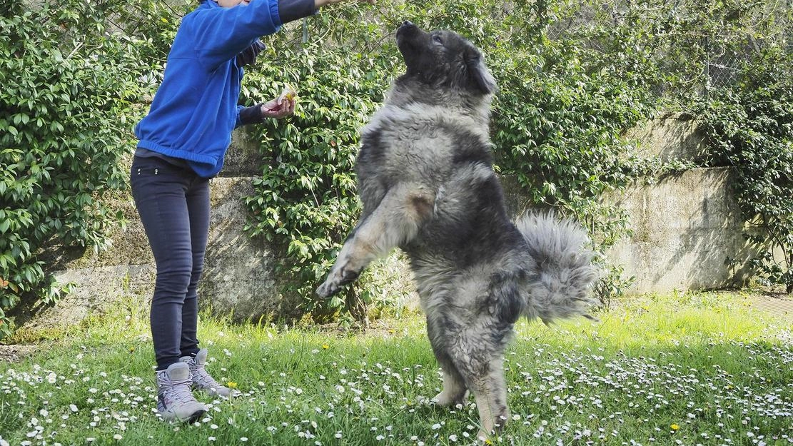 A Varese verrà realizzato un nuovo canile moderno e innovativo nell'area dei Duni a Bizzozero, sostituendo la struttura di via Friuli. Il progetto prevede una struttura polifunzionale per cani, gatti e fauna selvatica ferita, promuovendo l'inclusione e l'integrazione tra uomo e animale.