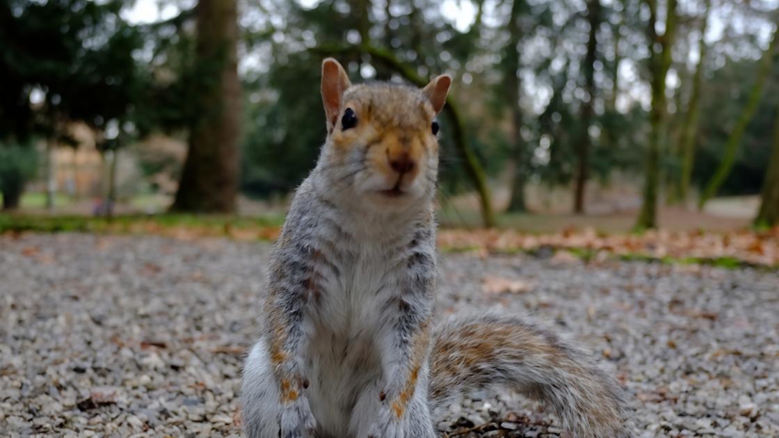 “Caccia“ proibita al Parco. Scoiattoli grigi e anatre prede dei cani lasciati liberi